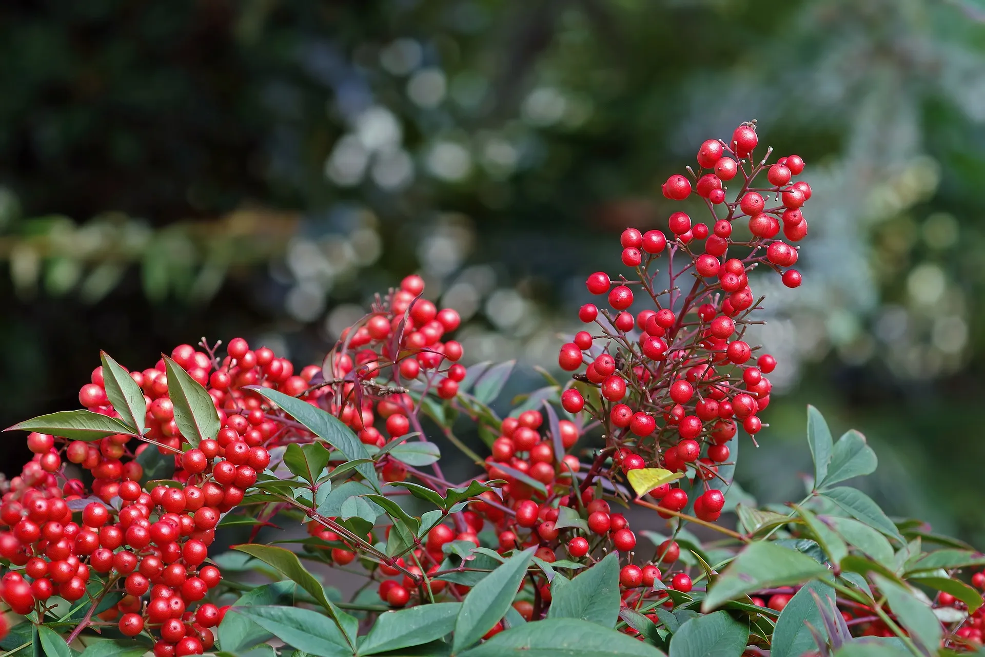 Nandina domácí