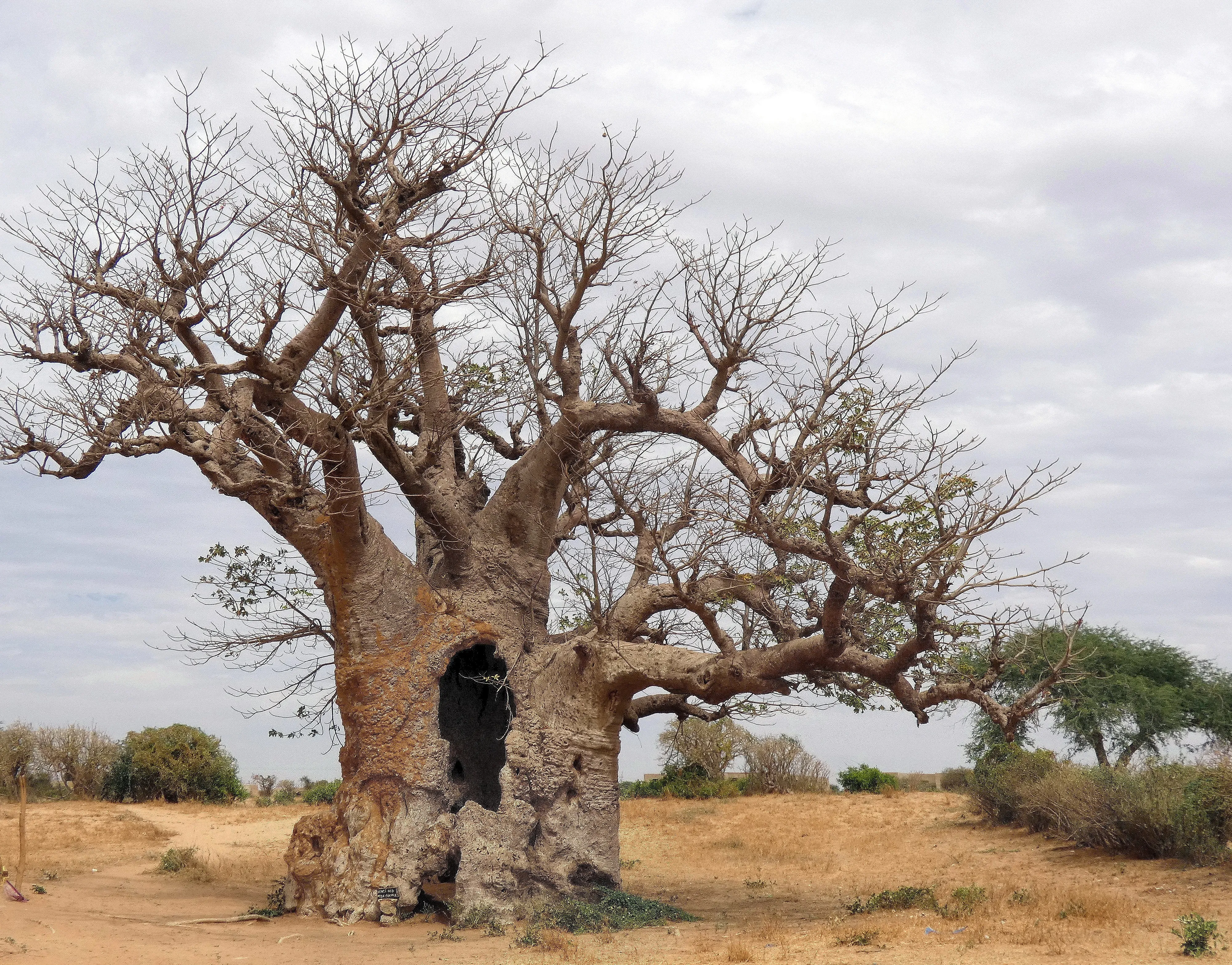 Senegal